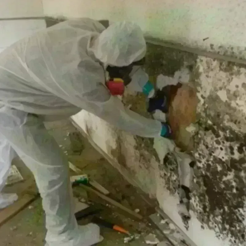 Mold Remediation and Removal in Fort Belvoir, VA